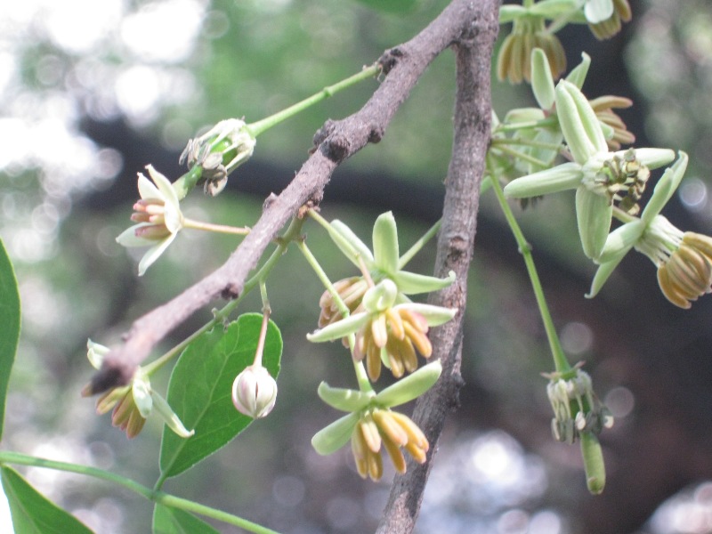 Limonia acidissima eFlora of India